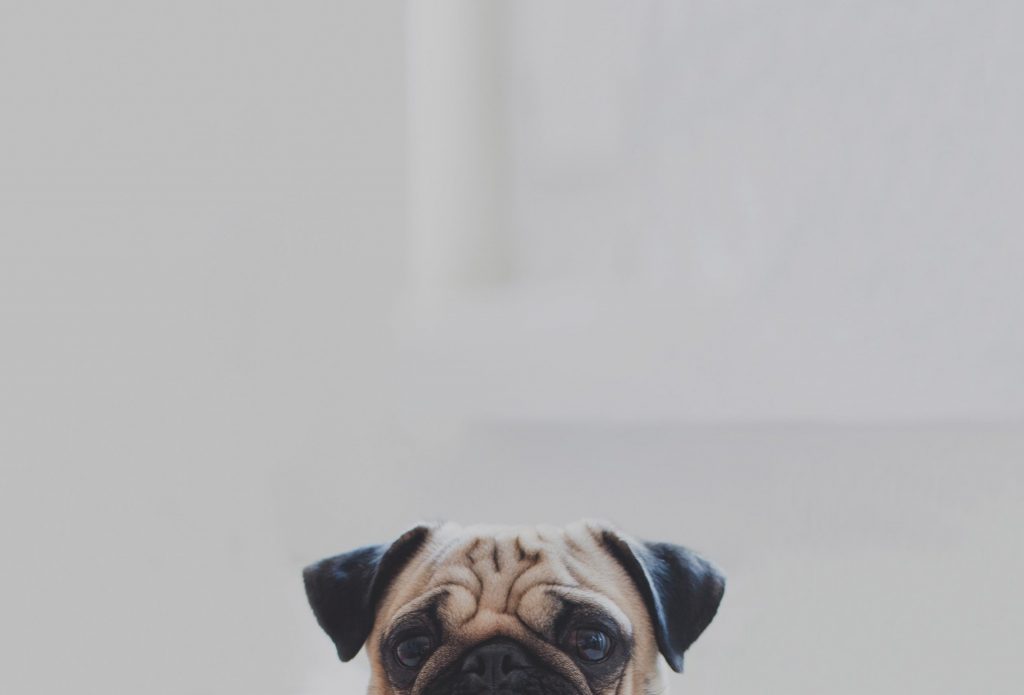 https://ledogclub.ca/wp-content/themes/dogclubLE DOG CLUB : PENSION POUR CHIENS ET CHATS PRÈS DE MONTRÉAL