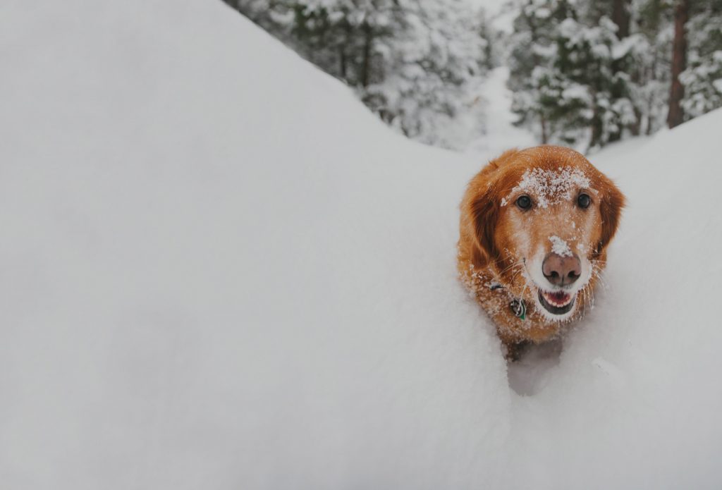 https://ledogclub.ca/wp-content/themes/dogclubRÉSERVATION
